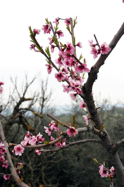 Agriturismo L'Olmo ซานจีมิญญาโน ภายนอก รูปภาพ
